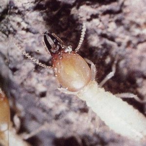 Schedos termite