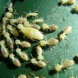 active termites eating food