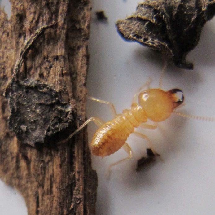 Closed-up of a termites along with a tree branch and a leaf, learn in 