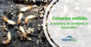 Colonies collide as the featured image of "termite in australia" blog.