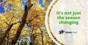 Image header that says "It's not just the season changing" with a background of forest trees as the featured image of the "termite seasons" blog.