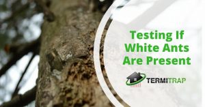 Image header that says "Testing If White Ants Are Present" as the featured image of the "white ants presence inspection" blog.