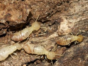 Closed-up of 4 termites and as the featured image of "termites eat through concrete" blog.
