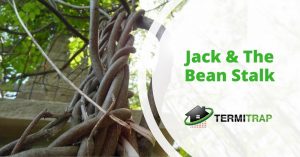 Image header that says "Jack & The Bean Stalk" as the featured image of the "about termites" blog.