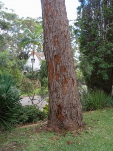 Single tree with attacked by termites and that represents the "killing termites in trees and stumps" blog.