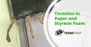 Image header that says "Termites In Paper and Styrene Foam" as the featured image of the "termites in paper and styrene foam" blog.