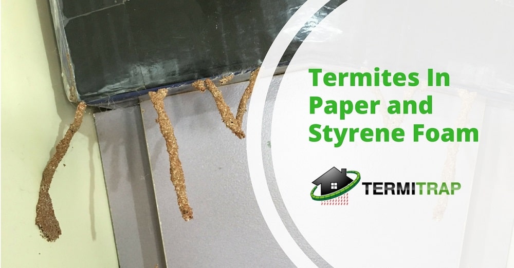 termites in paper