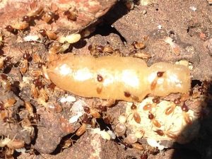 Closed up of the Queen of Termites (Nasutes Species) and that represents the "queen termite nasutes" blog.