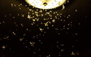 Swarming termites near a light bulb and as the featured image of "swarming termites" blog.