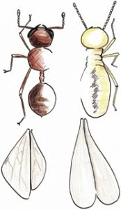 Animated differentiation of an ant and a termite and as the featured image of "ants are not your friend" blog.