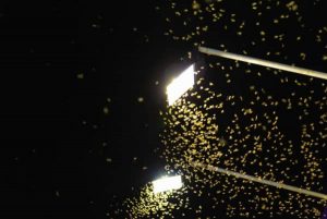Flying termite colonies on a street light and that represents the "termites swarms in the fire" blog.
