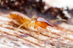 Closed-up of a termites namely the "Nasutes Termite" and as the featured image of "nasutes termite in new south wales" blog.