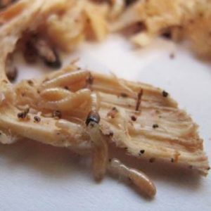 Closed-up of a Schedorhinotermes Termites on a dead branch and as the featured image of "schedorhinotermes termites" blog.