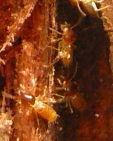 Group of the Nasutes Termites on a Mahogany tree and as the featured image of "the nasute termites" blog.