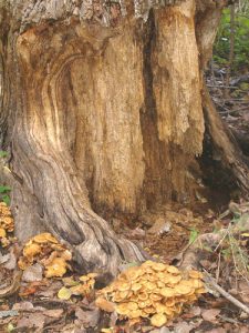 Big tree attacked by termites and as the featured image of "termite control numbers" blog.