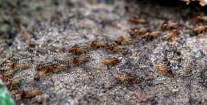 Closed-up a group of termites and as the featured image of "defend your home from termites" blog.