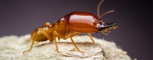 Closed-up of a brown-coloured termite and as the featured image of "what to do about termites" blog.