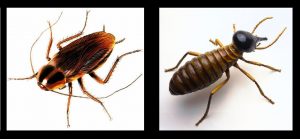 Closed-up a cockroach and a termite and as the featured image of "termite ants or cockroaches" blog.
