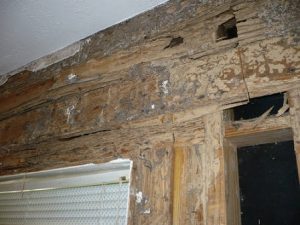 Closed-up of door that has been attacked by termites and as the featured image of "termites at doorstep" blog.