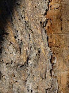 House-wall with termite hole traces and as the featured image of "termites and mud bricks compatible" blog.