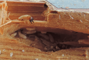 Closed-up of a termite eating a wood and as the featured image of "termite risk" blog.