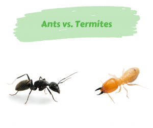 An ant and a termites and that represents the "termites and ants urban myth" blog.