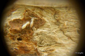 Termites seen on a magnifying glass and as the featured image of "ban australia’s industrious termites" blog.