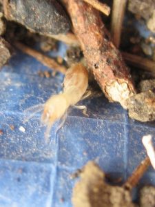 Closed-up of a White ant on a branch and as the featured image of "disappearing termites" blog.