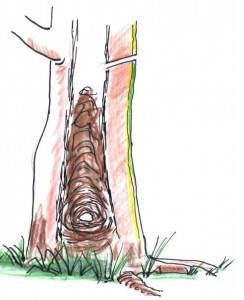Hollow tree with termites inside and that represents the "termites in mounds and trees" blog.