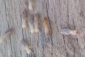 Group of Coptotermes Termites on a wood and that represents the "baiting coptotermes termites" blog.