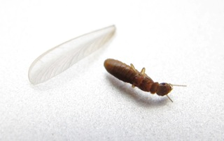 Dead termite along with its wings and that represents the "flying termites" blog.