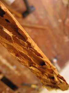 Closed-up of wood eaten by termites/white ants and that represents the "termites in house" blog.