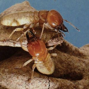 2 Termite Kings (Mastotermes) and that represents the "mastos king of the termites" blog.