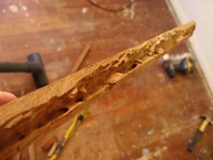 Dead wood attacked by termites and as the featured image of "monitor and bait system" blog.