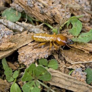 Termite on a dead branches and leaves and as the featured image of "control termites places" blog.