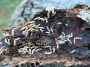 White Ants/Termites on a wood and as the featured image of "termites bait setup" blog.