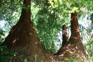 Termite hills on a forest and as the featured image of "worker termites" blog.
