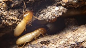 Closed-up of a 2 termites/white ants and that represents the "termite relationships" blog.