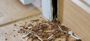 Wall eaten and attacked by termites and as the featured image of "termite damages" blog.