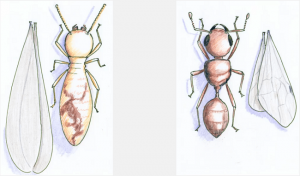 Animated termite worker and an ant worker with wings and as the featured image of "identifying flying termites" blog.