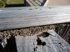 Closed-up colonies of termites and as the featured image of the "termites eradication" blog.