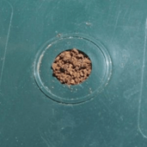 Closed-up of a termite trap's hole and as the featured image of the "termites attack a termite trap" blog.