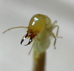 Closed-up of a termite species on a wooden stick.