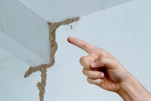 A finger pointing on a termite's nest at home and as the featured image of "termite nest in house" blog.